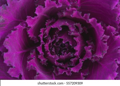 Fresh Cabbage (brassica oleracea)