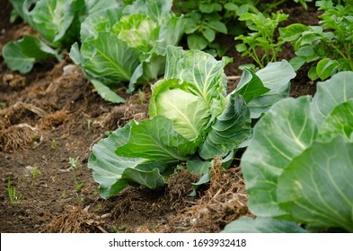 Fresh cabbage from farm field. View of green cabbages plants.Non-toxic cabbage.Non-toxic vegetables.Organic farming.