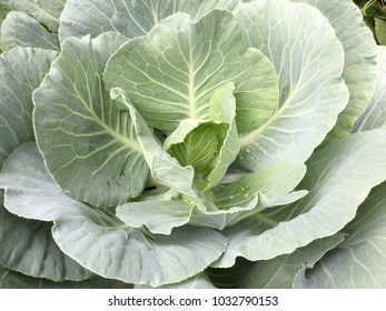 Fresh cabbage, cabbage growing in the garden, cabbage plant