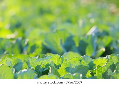 Fresh Cabbage Leaf In Farm