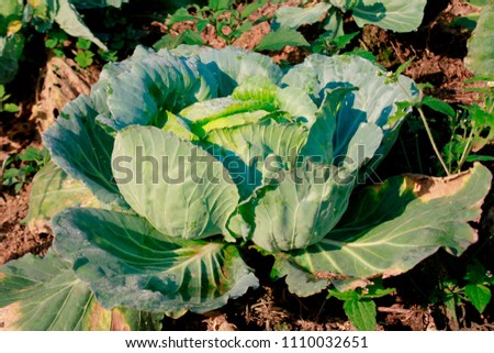 Fresh cabbage in the vegetable garden,Asia Thailand