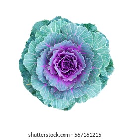 Fresh Cabbage Vegetable Plant In The Garden Cropped Square Top View Isolated On White