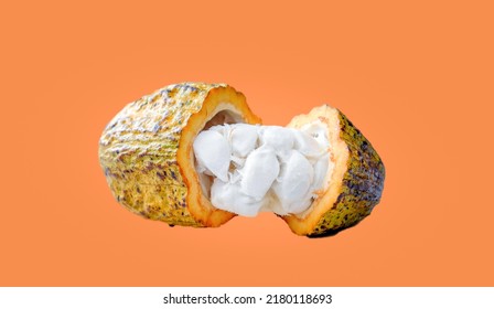 Fresh Cacao Or Cocoa Pods And Cocoa Fruit Cut In Half That Reveal The Flesh In White On Orange Background