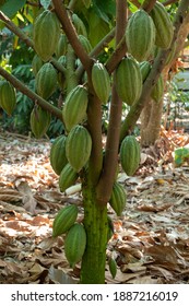 fresh cacao grow on the tree. Organic cocoa fruit pods in nature. Theobroma cacao.