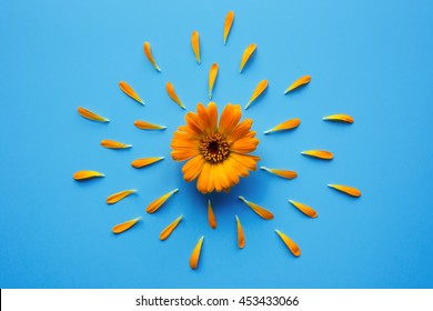 Fresh Calendula Flower With Orange Petals On Blue Background. The Plant Widely Used To Treat Skin Conditions. Top View