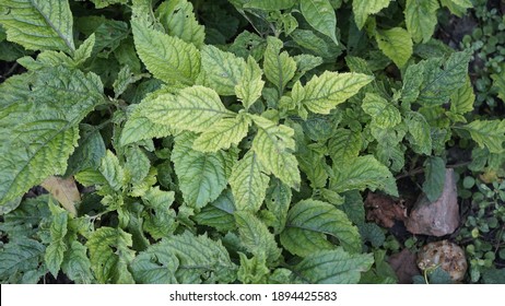 Fresh Canadian Clearweed Plants, Indonesian Charm