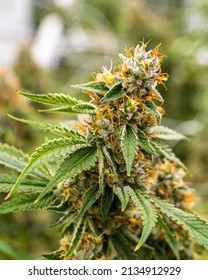 Fresh cannabis plant ready for a harvest.