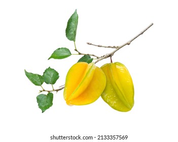 Fresh carambola fruit (Starfruit, star apple) with green leaves on tree branch isolated on white background.