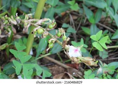 Fresh Cardamom Pods With Flower 