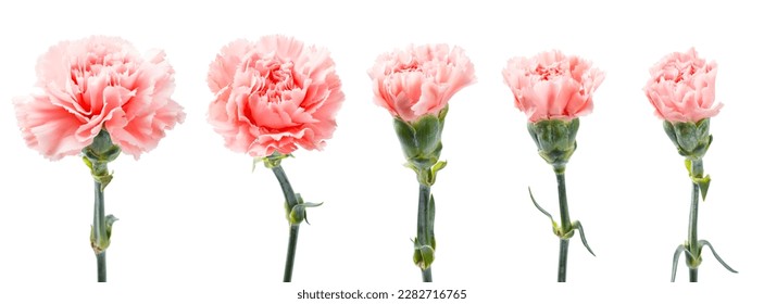 Fresh carnation flower isolated on white background.