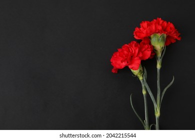 Fresh Carnation Flowers On Dark Background