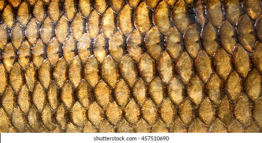  Fresh Carp Fish Scales Texture