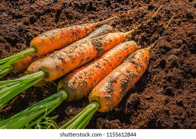 Fresh carrot in the garden. Juicy unwashed carrots lying on the ground in the field. - Shutterstock ID 1155612844
