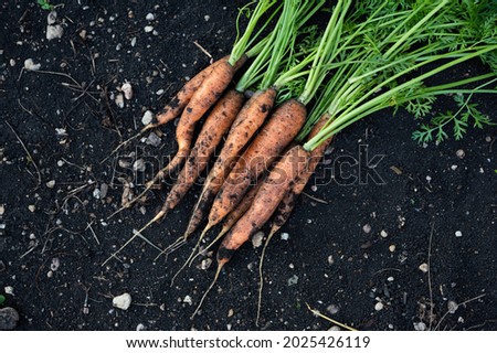 Fresh carrot harvest on farm soil