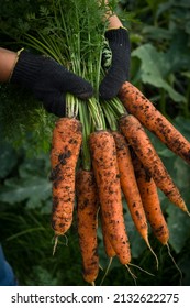 Fresh carrots from the garden in your hands. Harvest of young carrots. Harvesting of ripened crops. Growing natural vegetables in your own garden. Selective focus - Shutterstock ID 2132622275