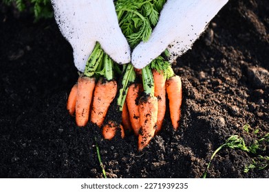 fresh carrots growing in carrot field vegetable grows in the garden in the soil organic farm harvest agricultural product nature, carrot on ground with hand holding carrot  - Powered by Shutterstock