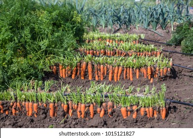  Carrot In Ground Images Stock Photos Vectors Shutterstock