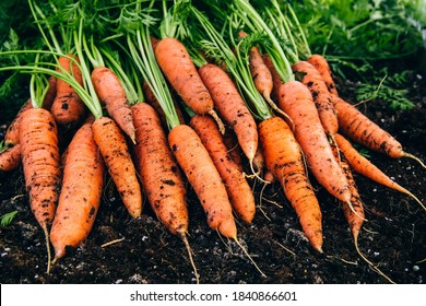 Fresh carrots. Harvest fresh organic carrots on the ground. - Powered by Shutterstock