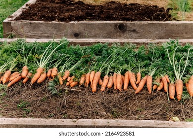 Fresh carrots. Harvest fresh organic carrots on the ground. Carrots close up in the garden top view. Nature background. Vegetable root vegetables of Sowing carrots (Latin Daucus carota subsp. Sativus)