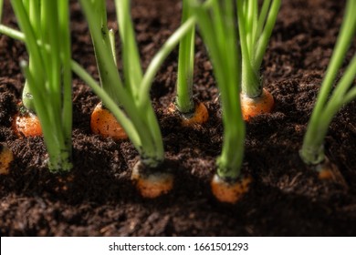 Fresh carrots in her bush in soil