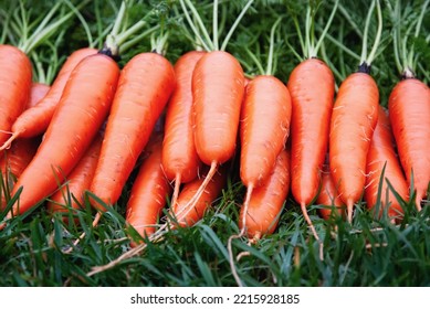 Fresh Carrots On Green Grass, Harvested Root Vegetables In Organic Garden