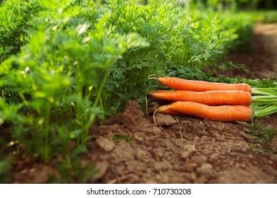 Fresh Carrots On The Ground In The Garden