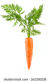 Fresh carrots on white background