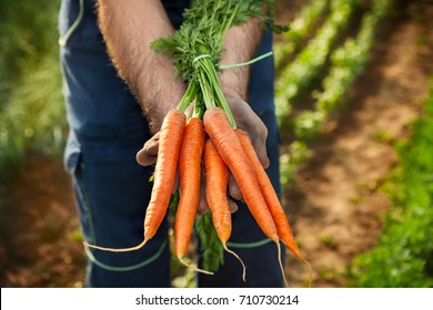 Fresh carrots picked from garden in hands
