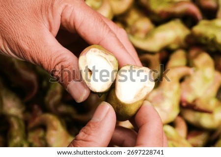 Fresh cashew nuts with shells being held by farmer's hands during harvest time, showing the natural fruit and nut from Hubei region