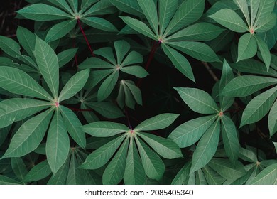 fresh cassava leaves from the garden