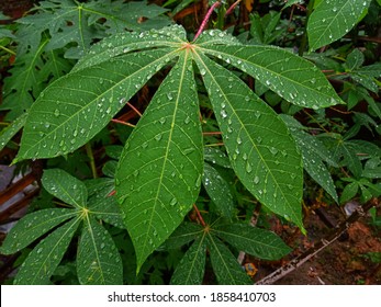 Fresh cassava leaves have a lot of rain on the leaves, after the rain in the garden