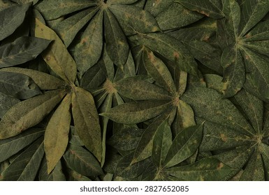 Fresh cassava leaves pattern background. low light view. foliage pattern.