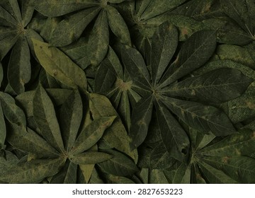 Fresh cassava leaves pattern background. low light view. natural dark green tones.