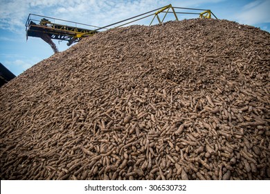 Fresh Cassava/tapioca Root Stock Against Blue Sky