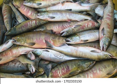 Fresh catch of chum salmon ( Oncorhynchus keta ). Amur river. Khabarovsk Krai, far East, Russia. - Shutterstock ID 1702333150