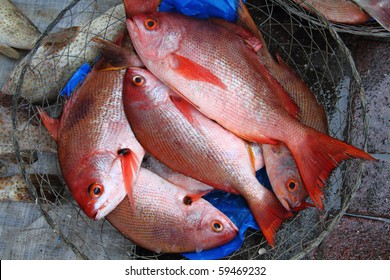 Fresh catch fish - Powered by Shutterstock