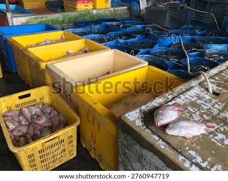 Fresh catch fish displayed in plastic crates and ice containers at a busy seafood market and fish processing area