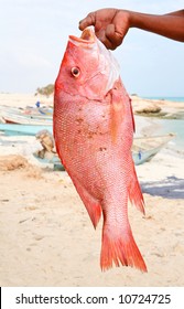 Fresh Catch - Red Snapper