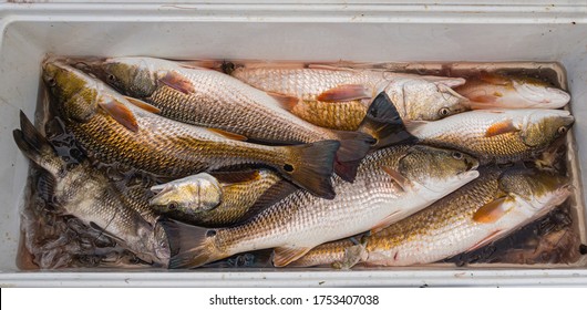 Fresh Catch Of Redfish And Black Drum From Barataria Bay Fishing Trip