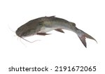 Fresh catfish isolated on white background