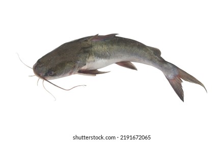 Fresh catfish isolated on white background