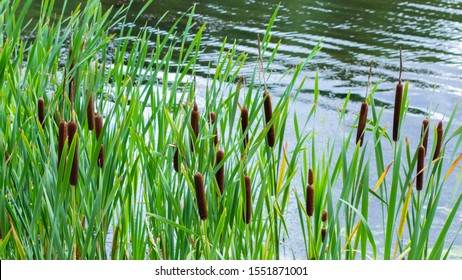 Fresh cattail in the pond, backdrop nature. Green bulrush leaves, ripe brown ear of cattail in the lake. A grassy plant growing in a freshwater pond coastal zone