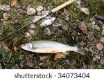 Fresh caught Arctic Char (Salvelinus confluentus)