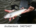 Fresh caught Arctic Char (Salvelinus confluentus)