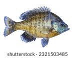 Fresh caught bluegill sunfish from a northern Minnesota lake isolated on a white background