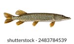 Fresh caught northern pike isolated on a white background