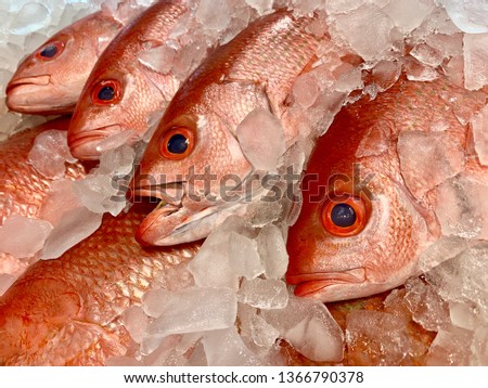 Fresh caught red snapper at a seafood market