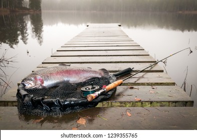 Fresh Caught Trout On Flyrod