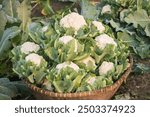 Fresh Cauliflower the vegetable in the garden,Natural Organic cauliflower Plant of Bangladesh.