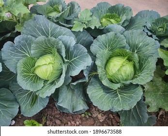Fresh cauliflower, Vegetables for cooking